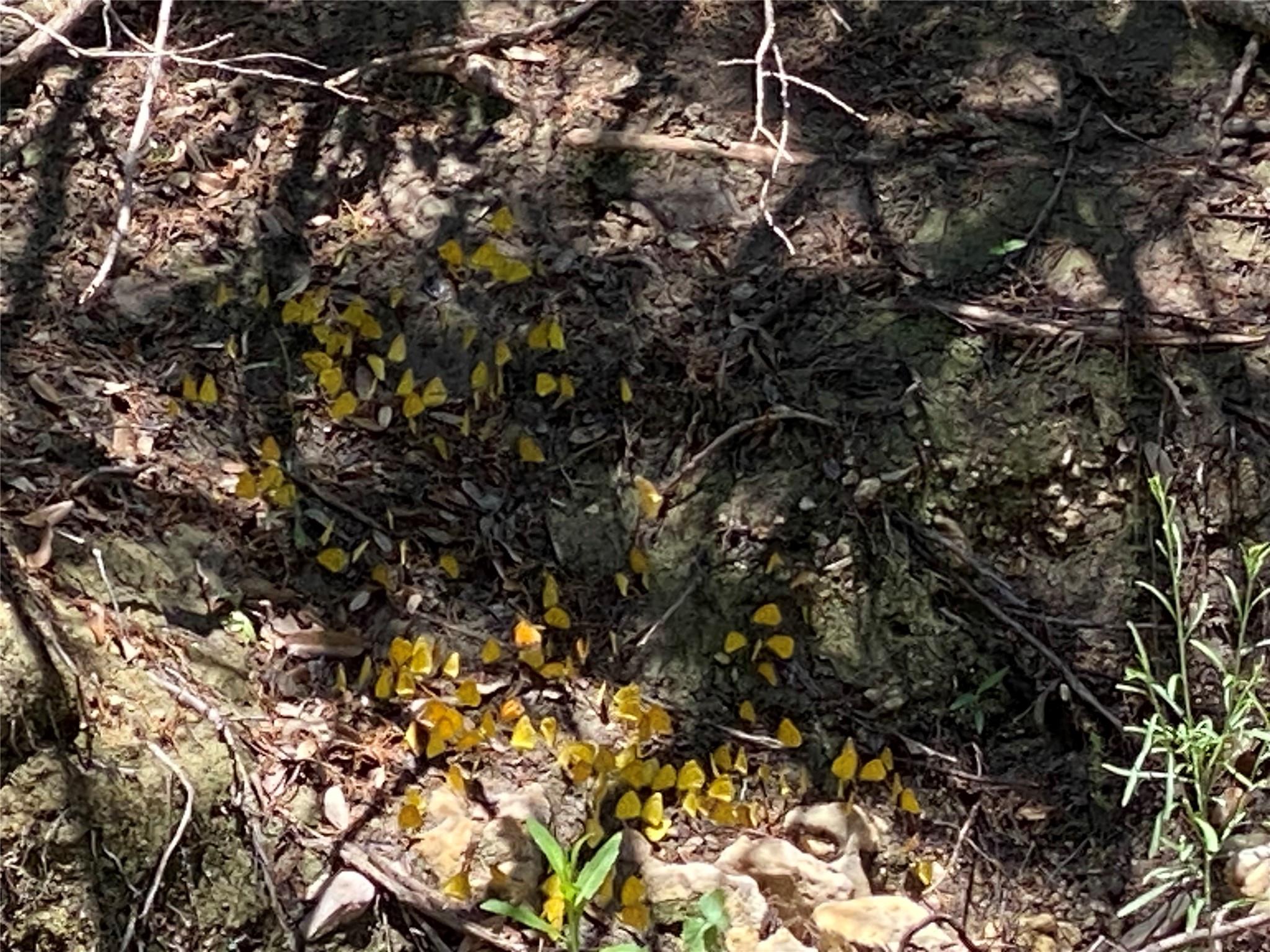 Homes for sale in Comanche, TX | 00 Cr 255, Comanche, TX 76442 | MLS# 7008025