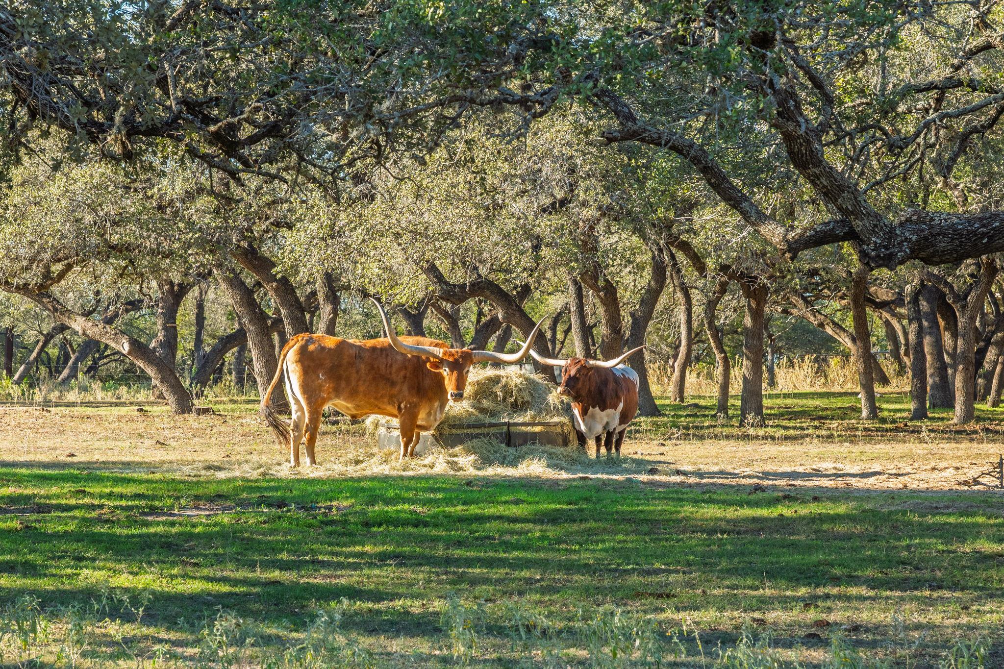 Homes for sale in Marble Falls, TX | 24105 Fm 1431, Marble Falls, TX 78654 | MLS# 2994839
