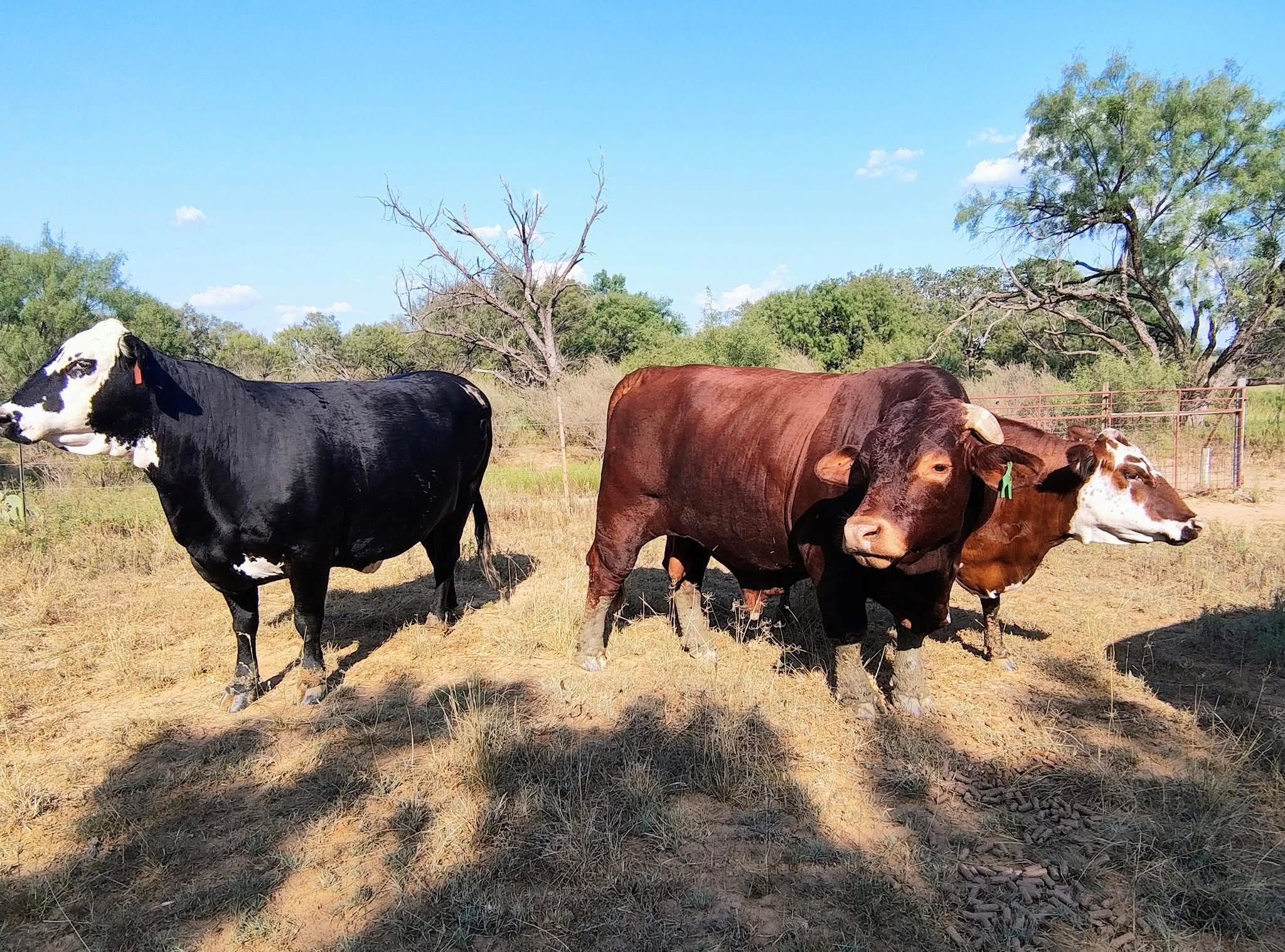 Homes for sale in Rochelle, TX | 567 County Road 241, Rochelle, TX 76872 | MLS# 7974737