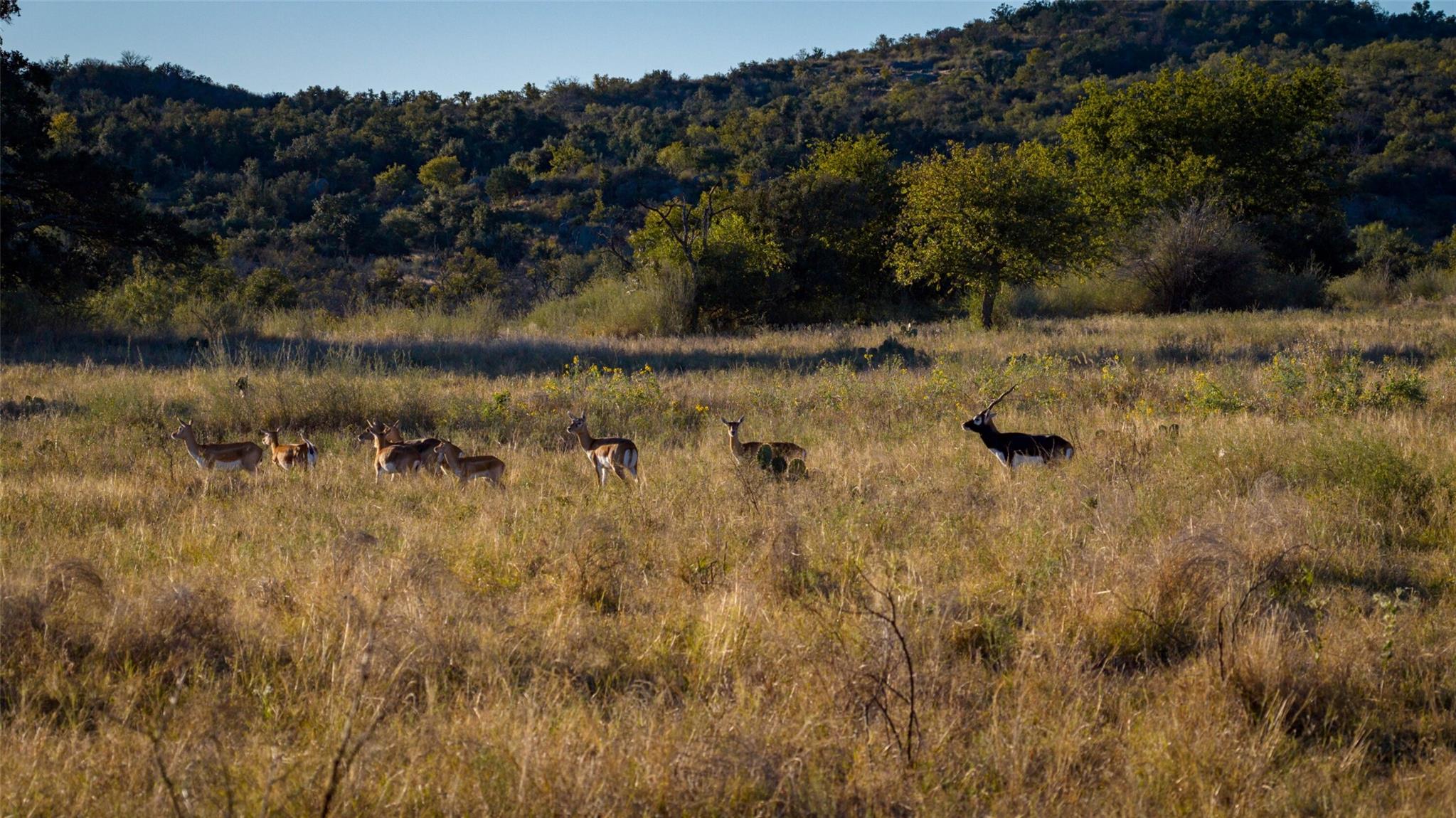 Homes for sale in Llano, TX | 7702 Ranch Road 965, Llano, TX 78643 | MLS# 3246377