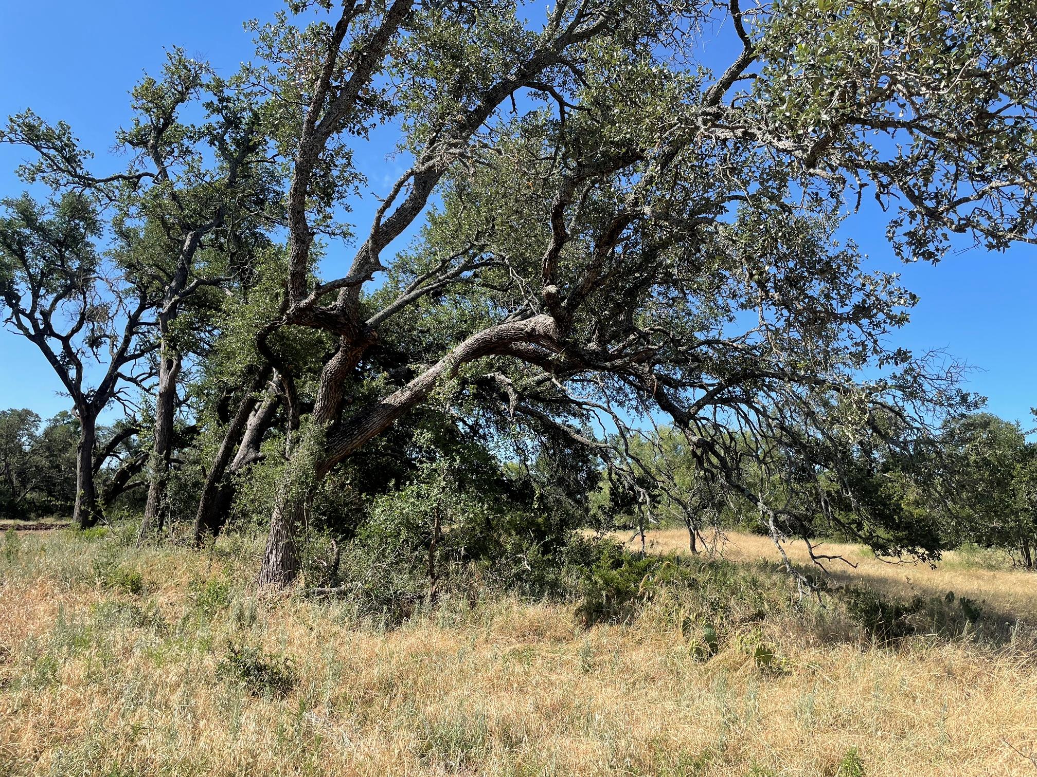 3rd image of Lot 200 Swamp Creek Cove, Burnet, TX 78611 | MLS# 7033386