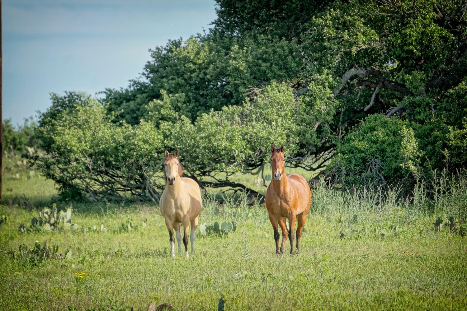 1st image of Lot 200 Swamp Creek Cove, Burnet, TX 78611 | MLS# 7033386