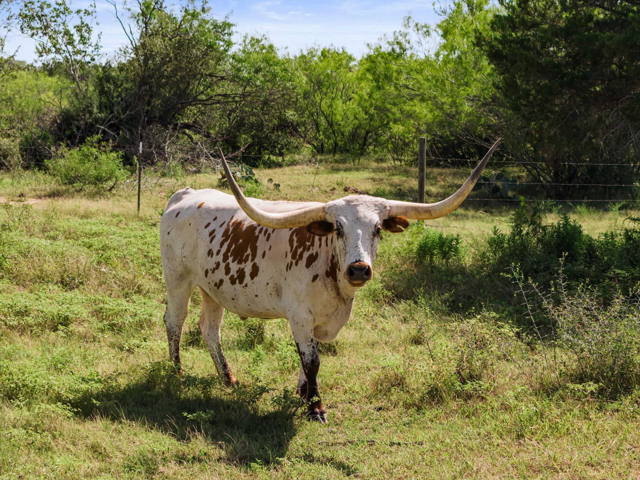1st image of 625 Callihan Rd, Luling, TX 78648 | MLS# 4833101