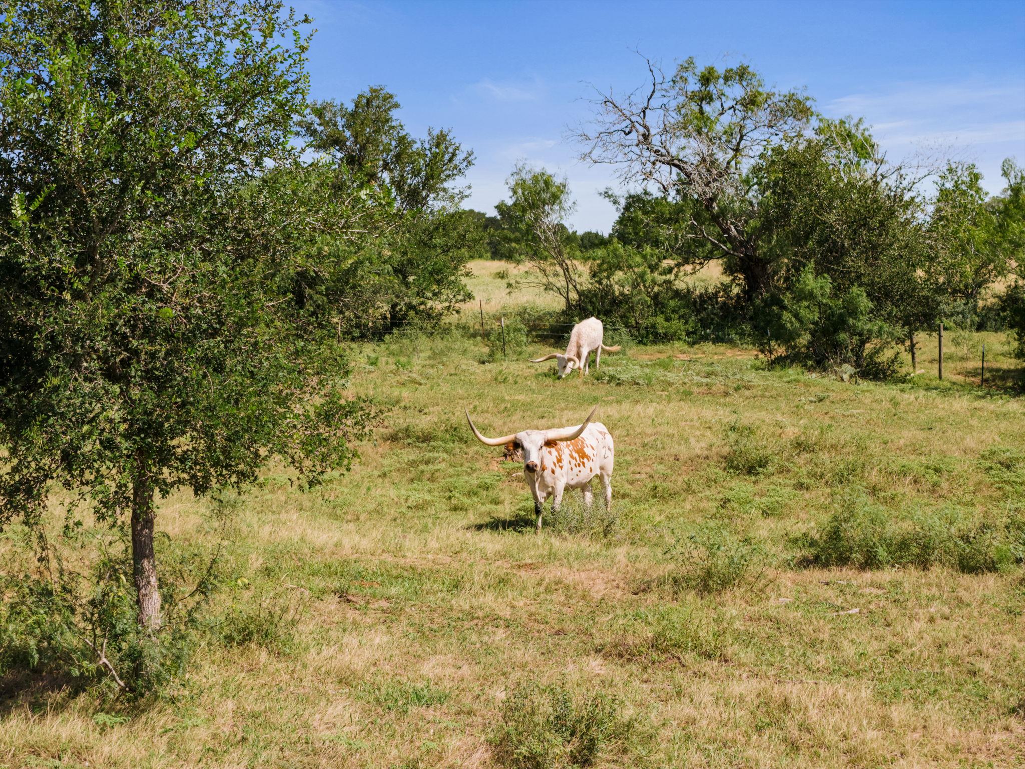29th image of 625 Callihan Rd, Luling, TX 78648 | MLS# 4833101