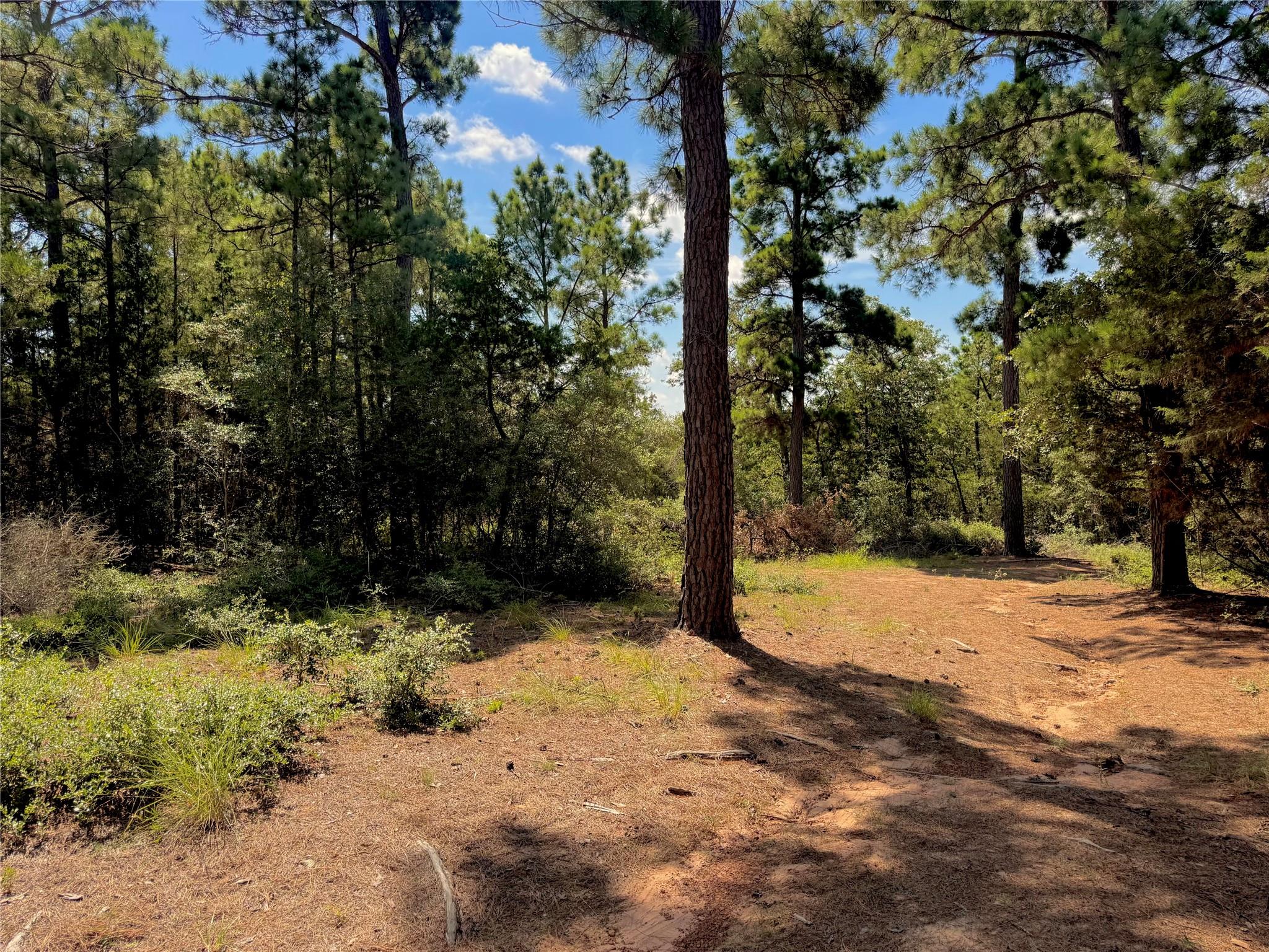 5th image of 445 Pine Valley Loop, Smithville, TX 78957 | MLS# 4811374