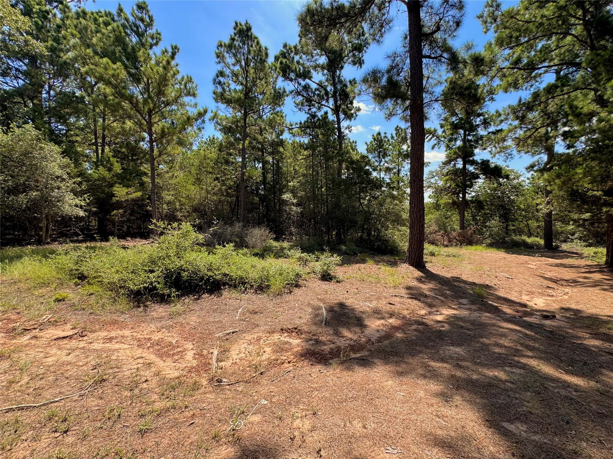 4th image of 445 Pine Valley Loop, Smithville, TX 78957 | MLS# 4811374