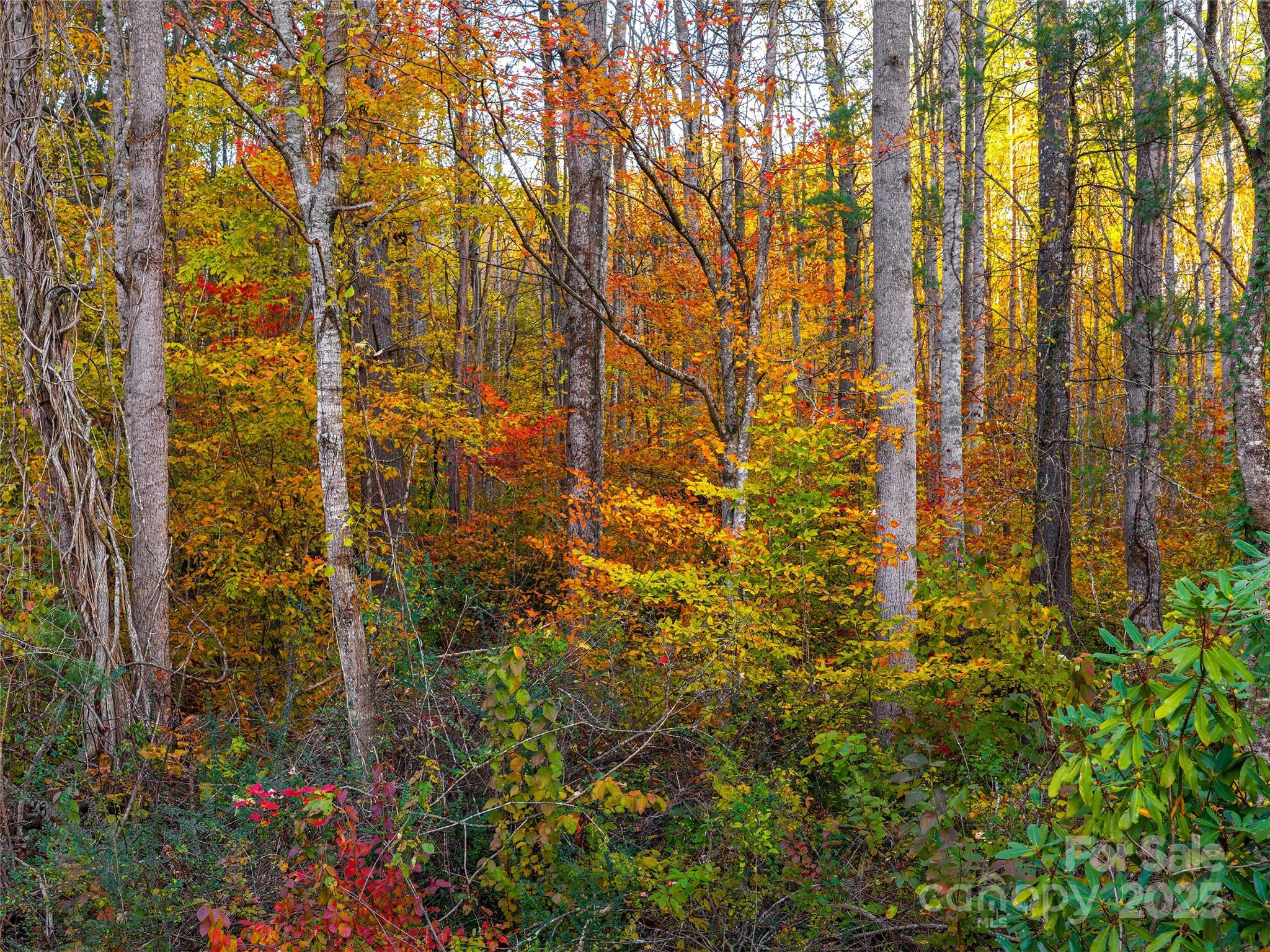 Homes for sale in Asheville, NC | 51 & 61 Rice Branch Rd, Asheville, NC 28804 | MLS# 4315765