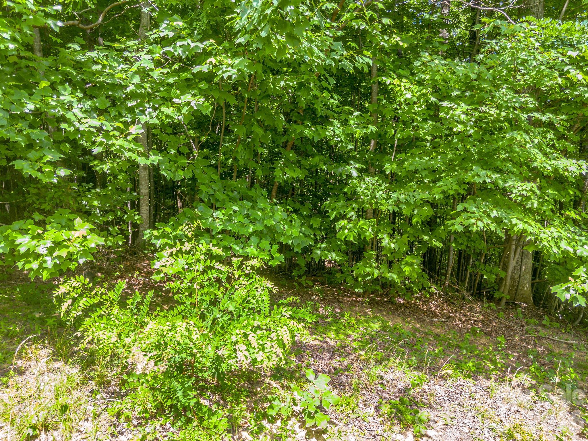 5th image of Lot 29 Matho Tr #29, Lake Lure, NC 28746 | MLS# 4403287