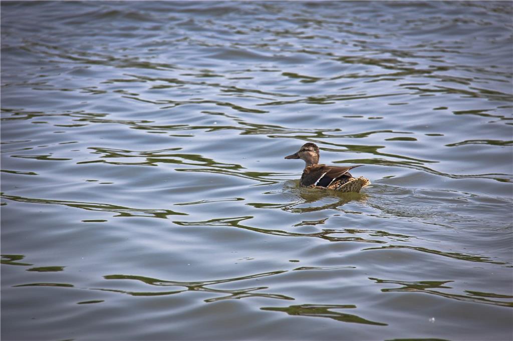 Homes for sale in Raymore, MO | 603 Mayfair Ct, Raymore, MO 64083 | MLS# 2598752
