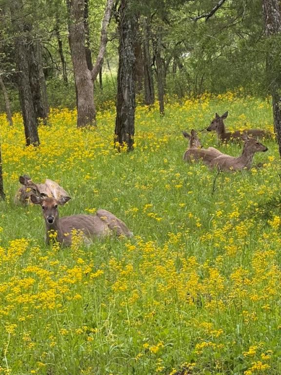 Homes for sale in Linn Valley, KS | 174 Holiday Dr, Linn Valley, KS 66040 | MLS# 2598884