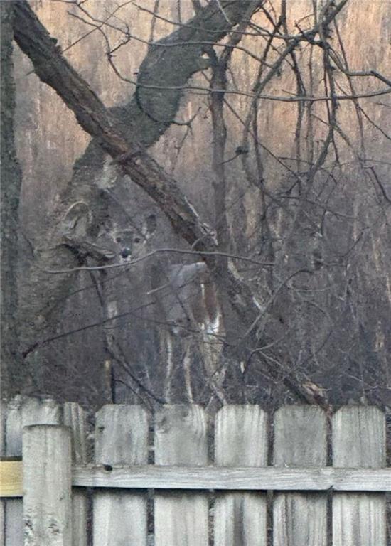 Homes for sale in Oak Grove, MO | 2203 S Owings St, Oak Grove, MO 64075 | MLS# 2605163