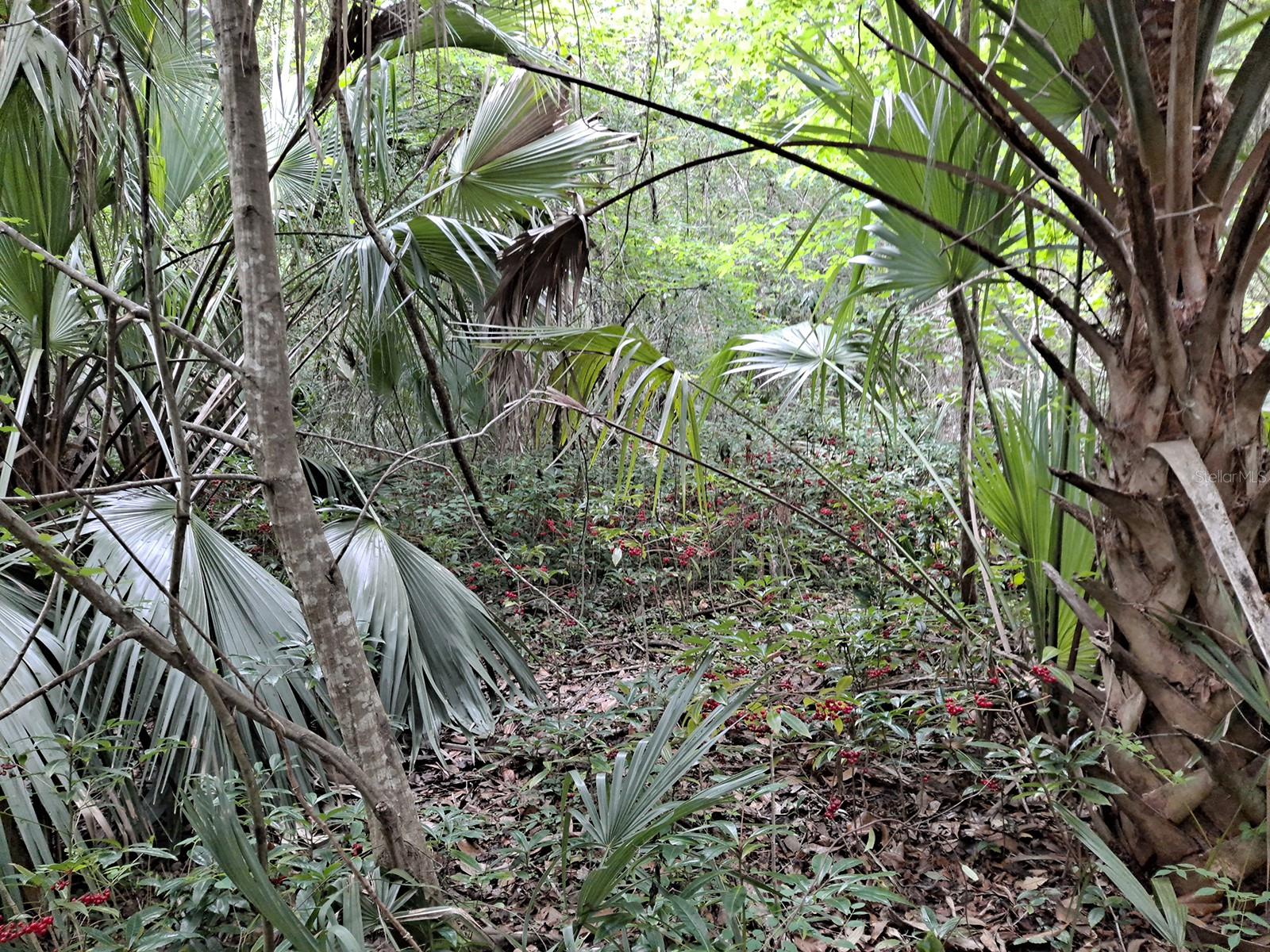 4th image of 9550 Nw 230 St E, Micanopy, FL 32667 | MLS# GC512488