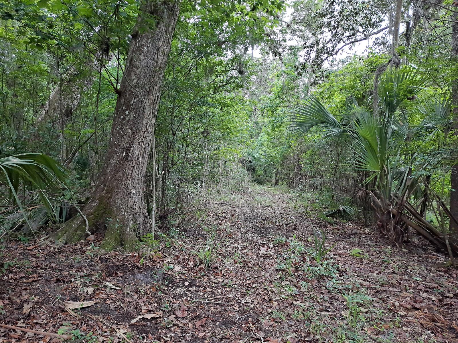 3rd image of 9550 Nw 230 St E, Micanopy, FL 32667 | MLS# GC512488