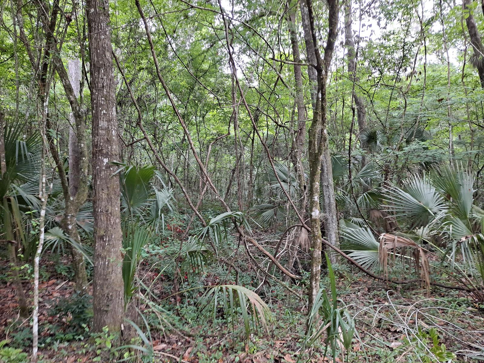 5th image of 9550 Nw 230 St E, Micanopy, FL 32667 | MLS# GC512488