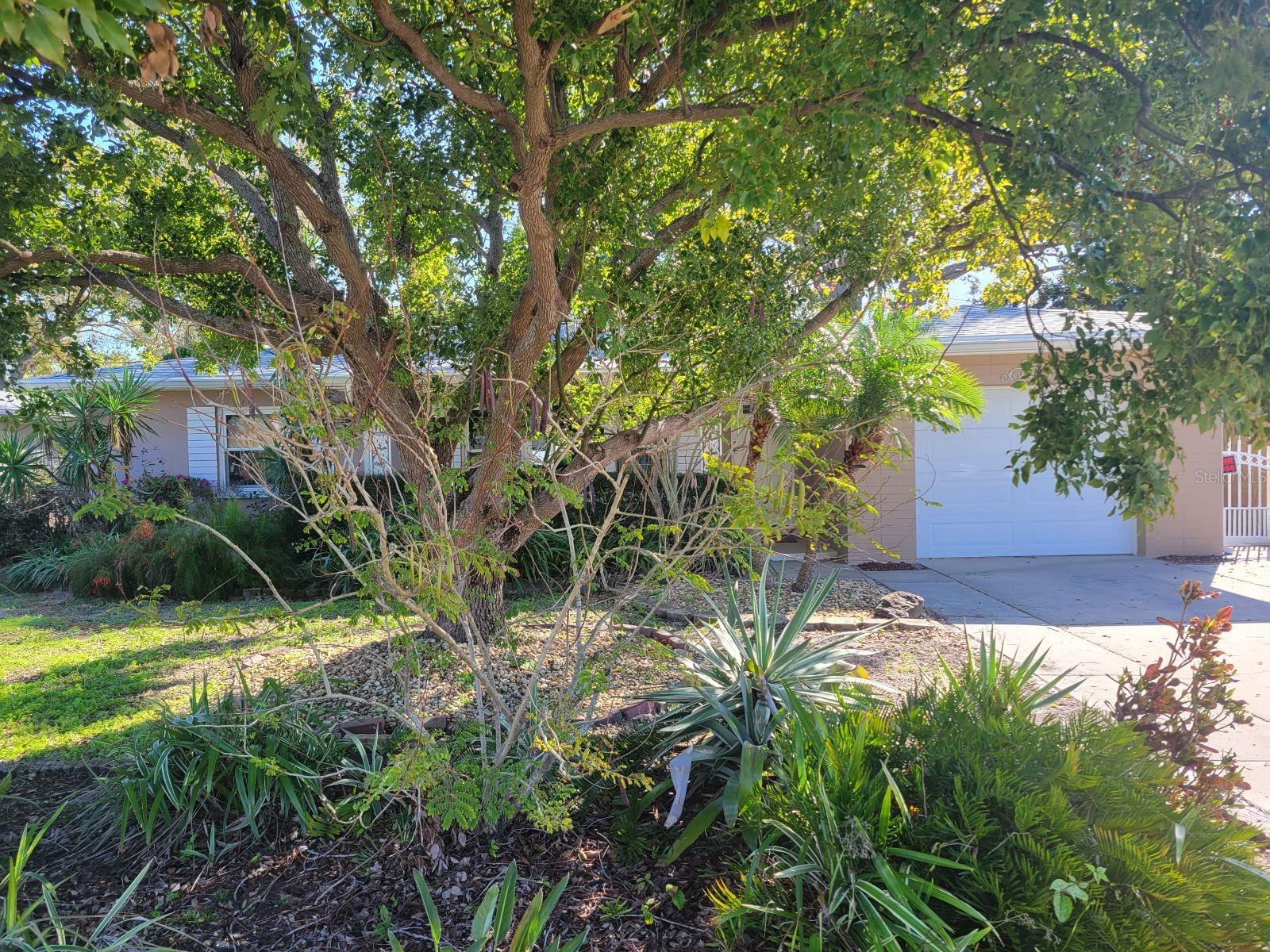 Homes for sale in Dunedin, FL | 1515 San Roy Dr, Dunedin, FL 34698 | MLS# TB8357868