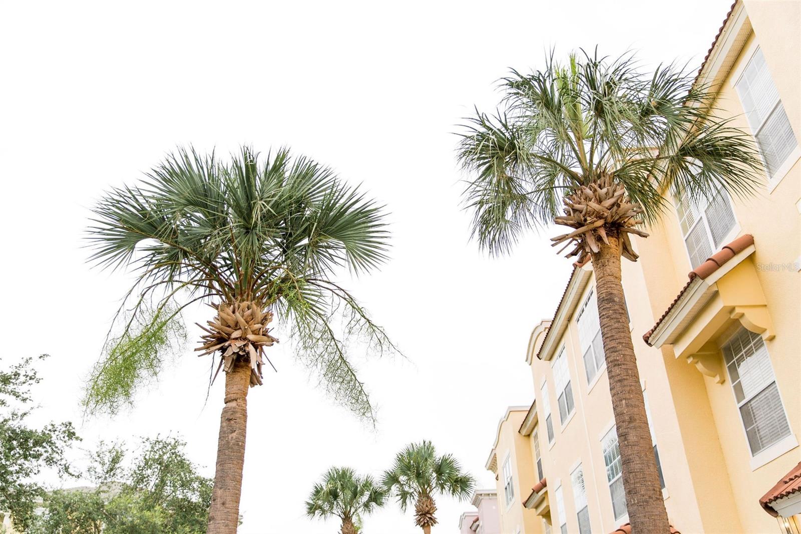 Homes for sale in Orlando, FL | 8024 Cool Breeze Dr #132, Orlando, FL 32819 | MLS# O6316477