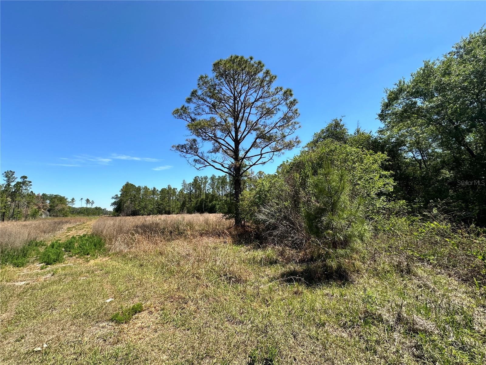 Homes for sale in Bronson, FL | Tbd Ne 128th Ln, Bronson, FL 32621 | MLS# OM723397