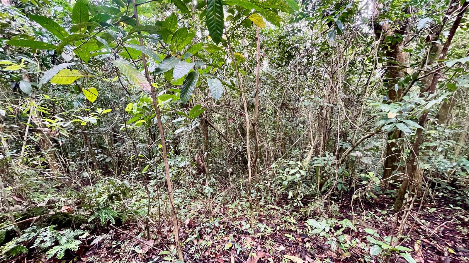 Homes for sale in Aibonito, PR | 718 Bo Pasto Rd, Aibonito, PR 00705 | MLS# PR9121719