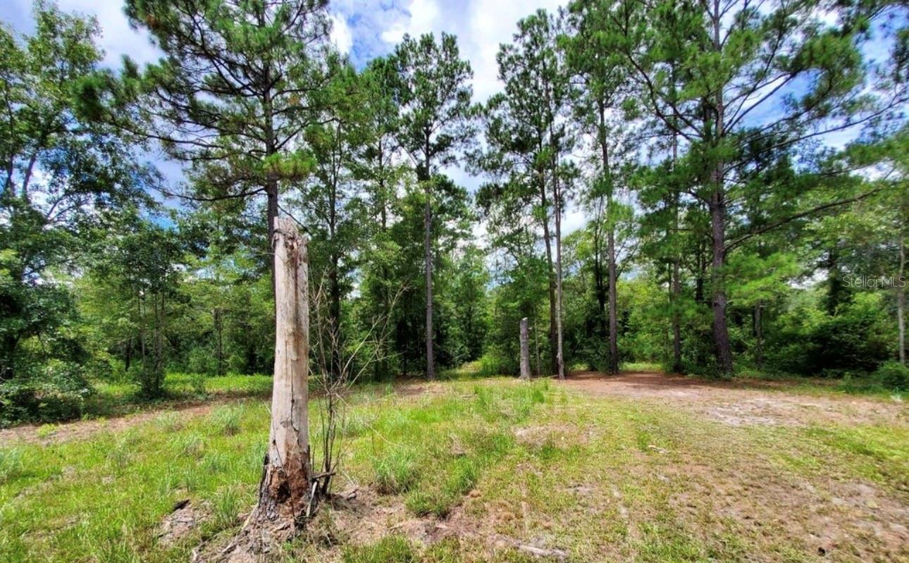 Homes for sale in Perry, FL | Tbd Rock Island Road, Perry, FL 32347 | MLS# GC541409
