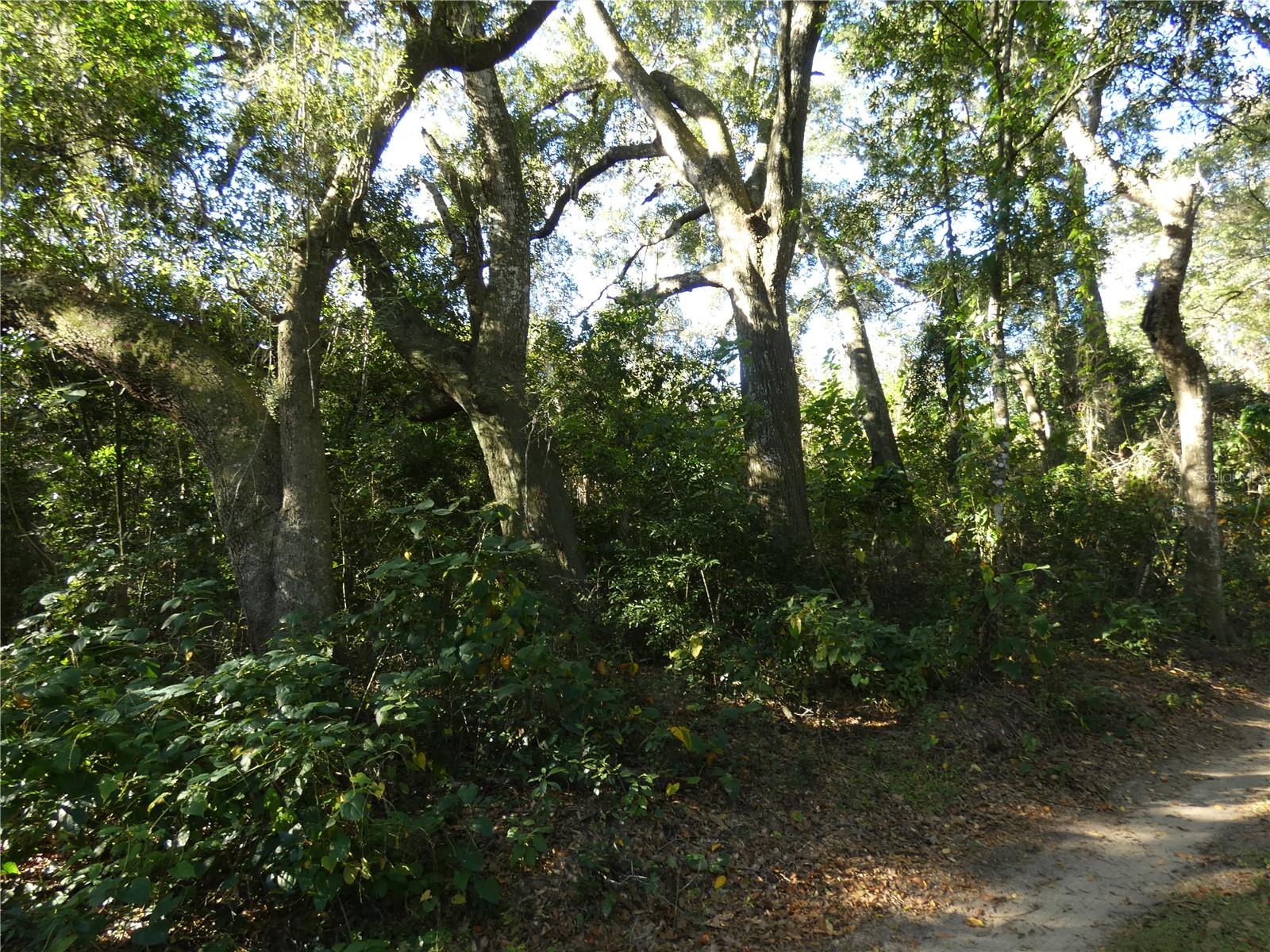 10th image of 13701 Ne 10th Ct, Citra, FL 32113 | MLS# OM728428