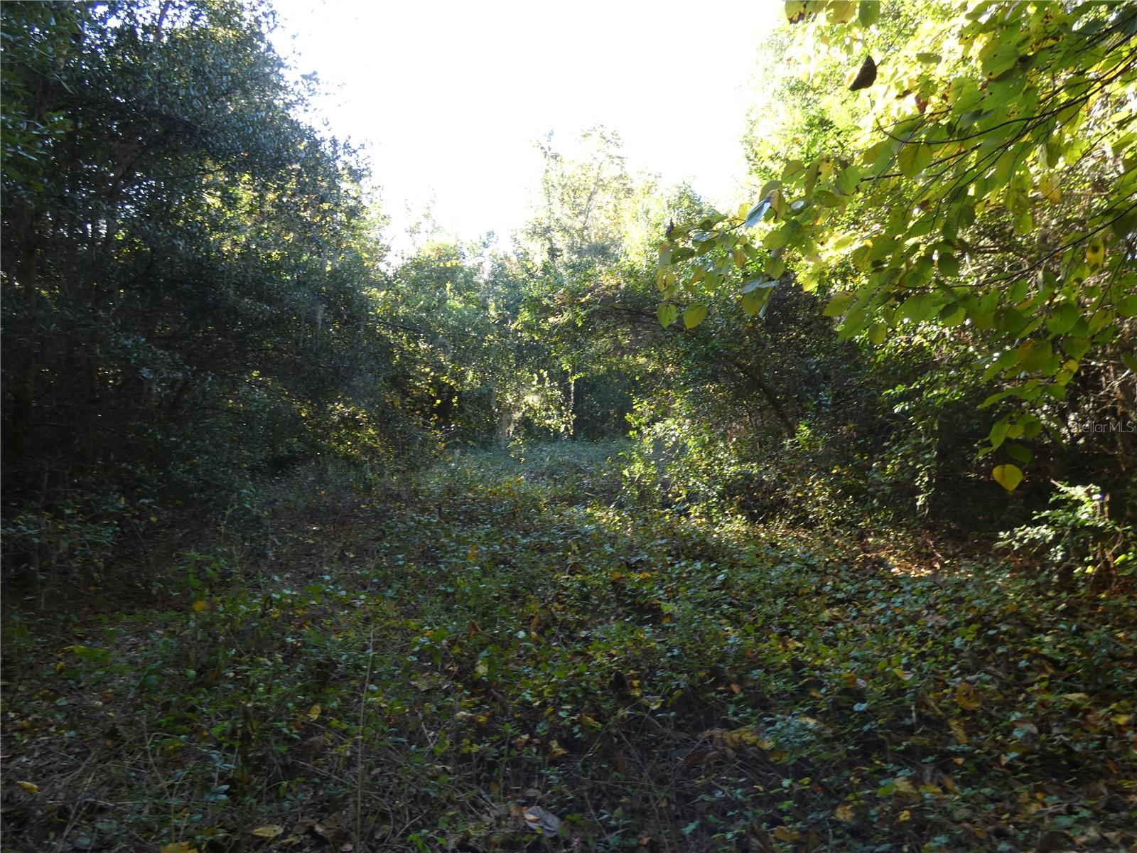 5th image of 13701 Ne 10Th Ct, Citra, FL 32113 | MLS# OM728428