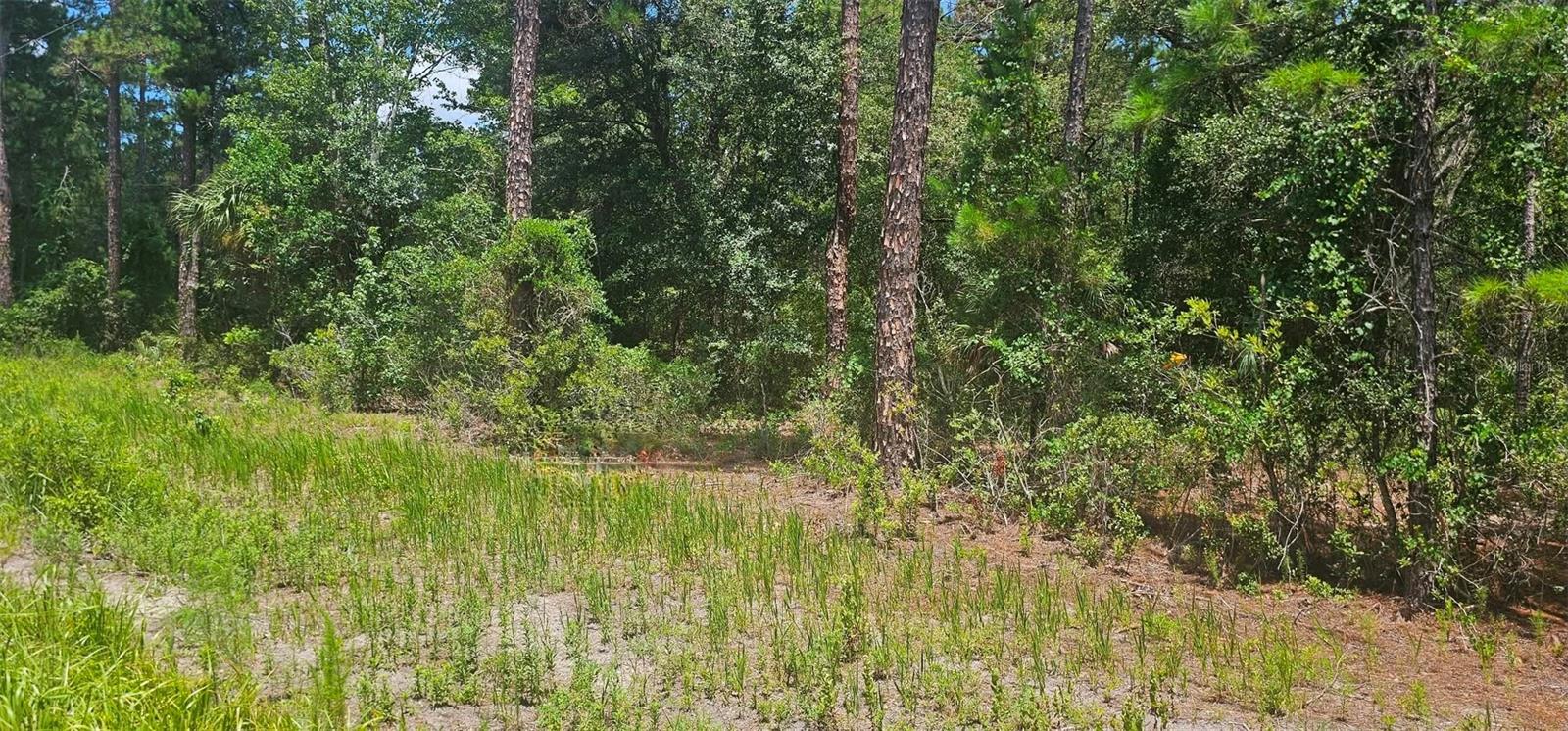 4th image of 0 Ne 132Nd Pl, Citra, FL 32113 | MLS# OM728886