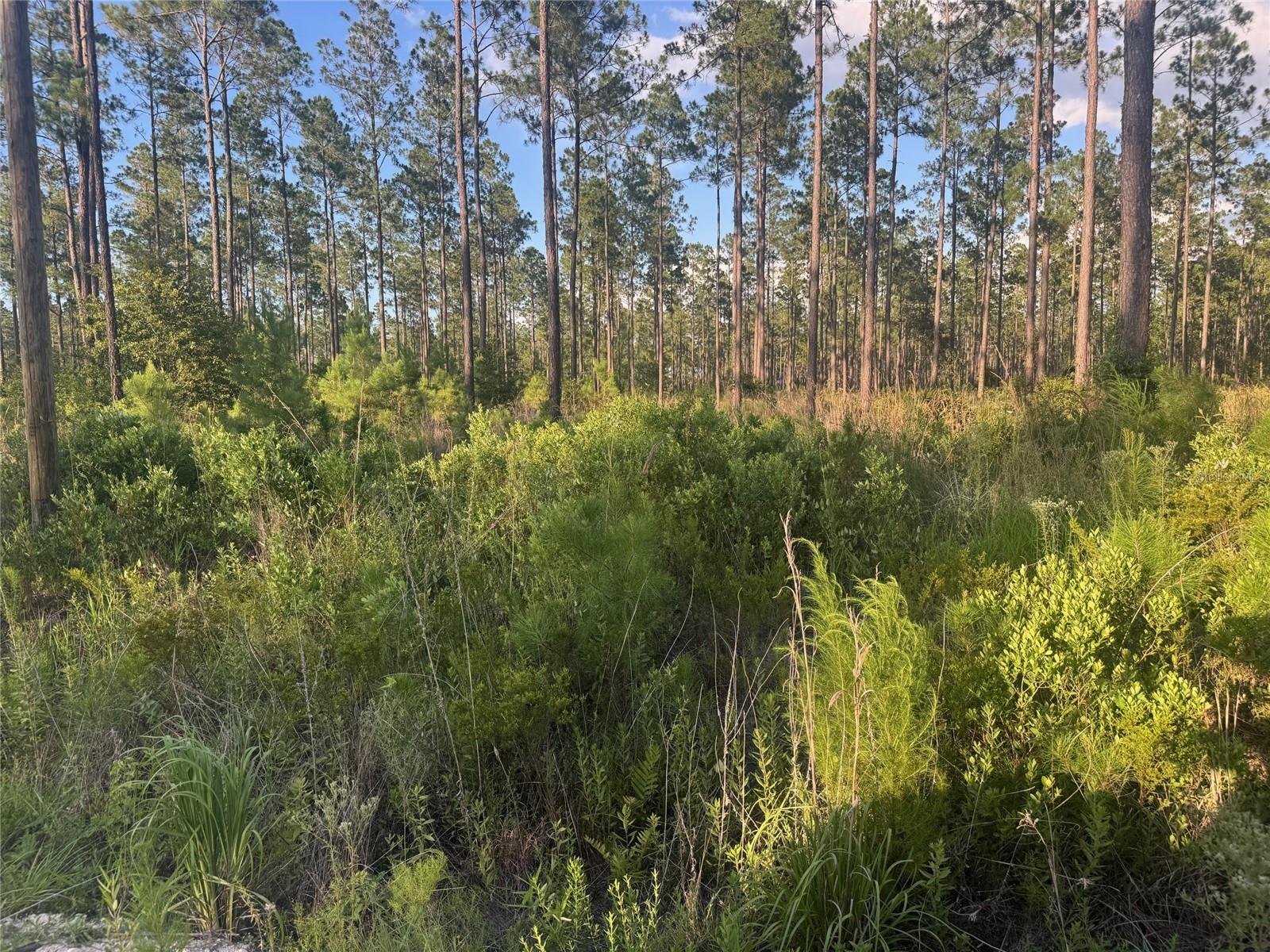 4th image of Tbd Nw Cr 235, Lake Butler, FL 32054 | MLS# GC542169