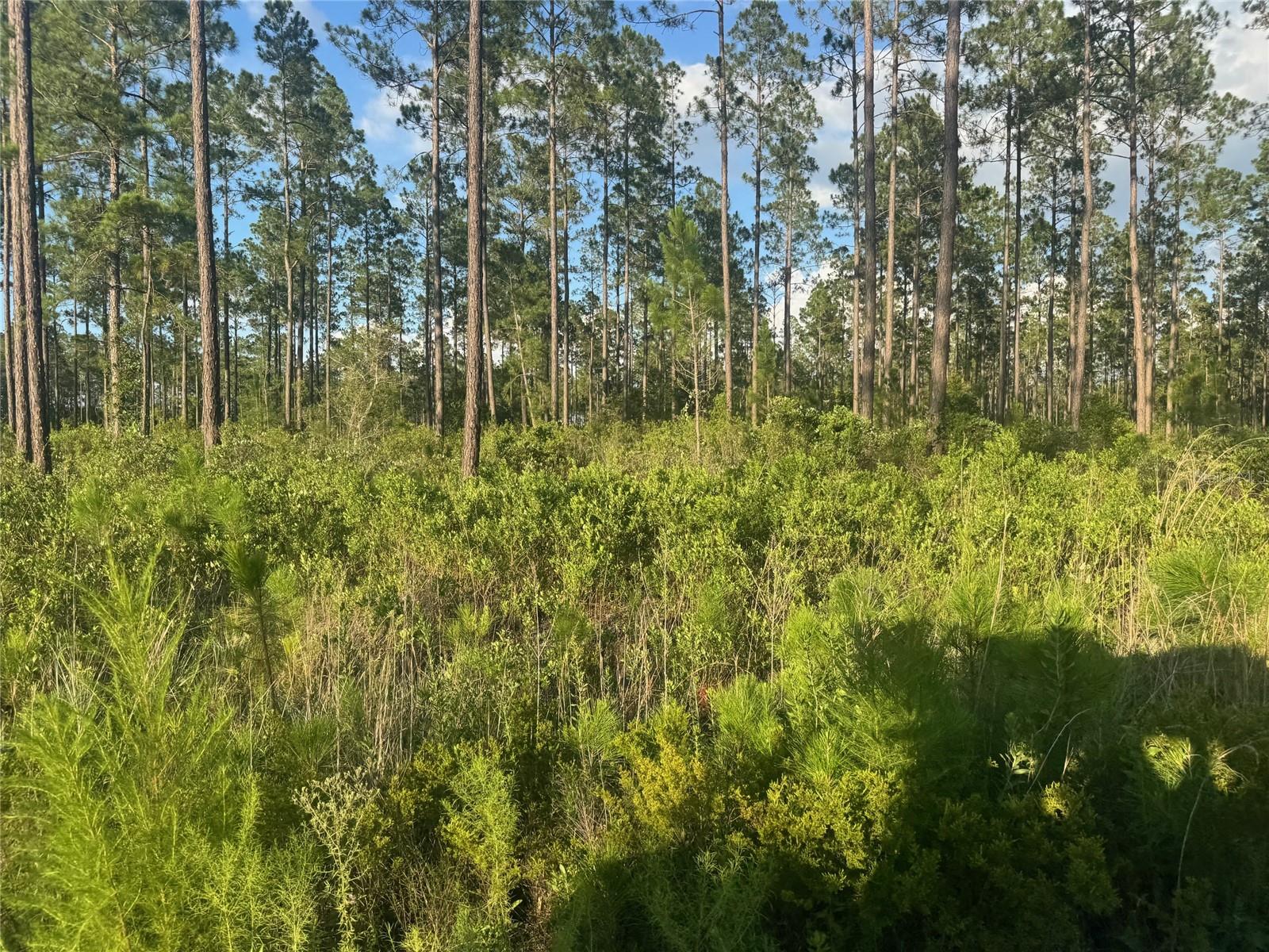 5th image of Tbd Nw Cr 235, Lake Butler, FL 32054 | MLS# GC542169