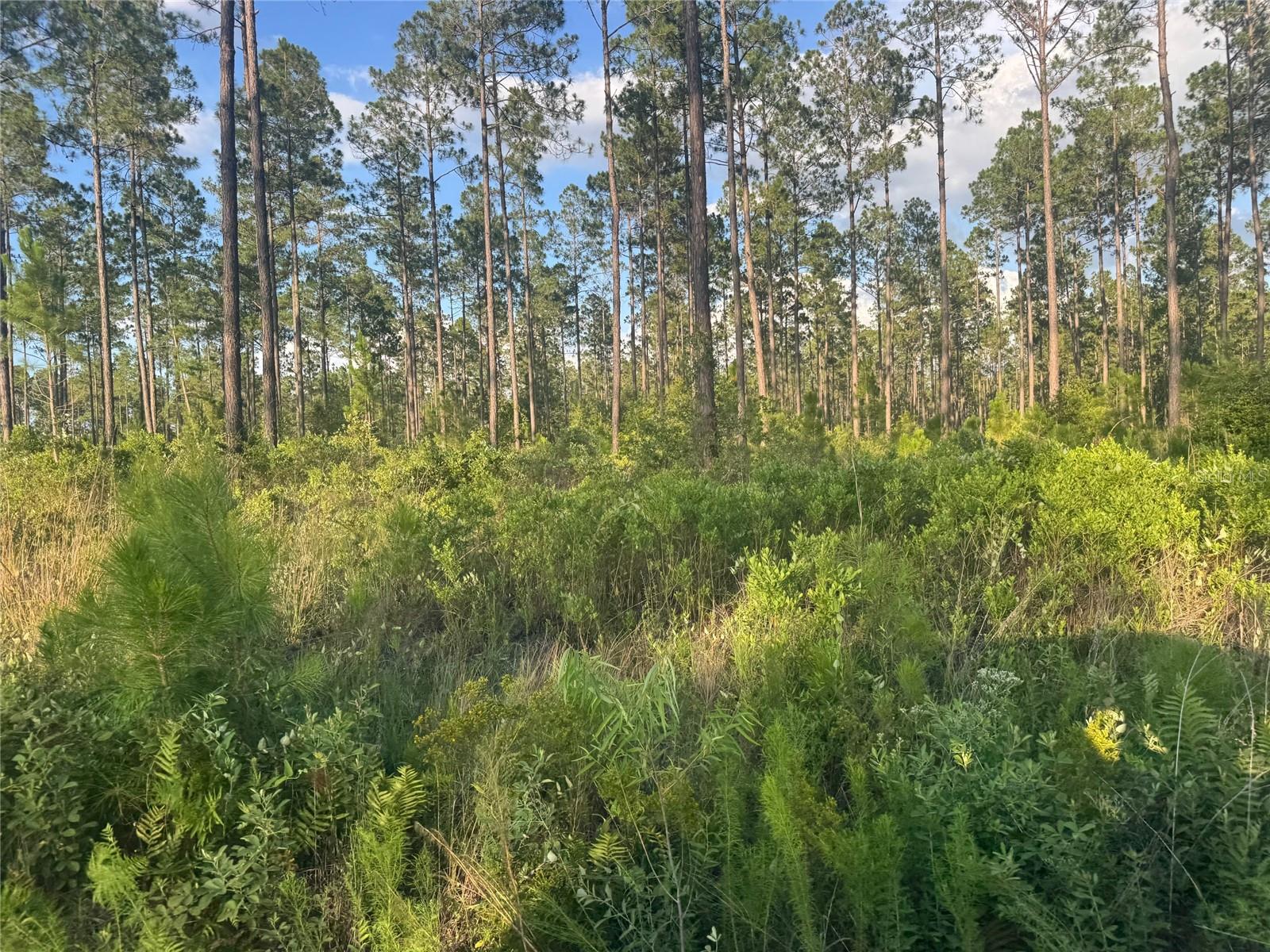 1st image of Tbd Nw Cr 235, Lake Butler, FL 32054 | MLS# GC542169
