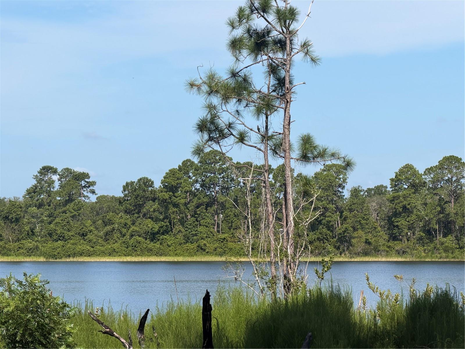 3rd image of Tbd Malauka Radl, Ocklawaha, FL 32179 | MLS# OM729318