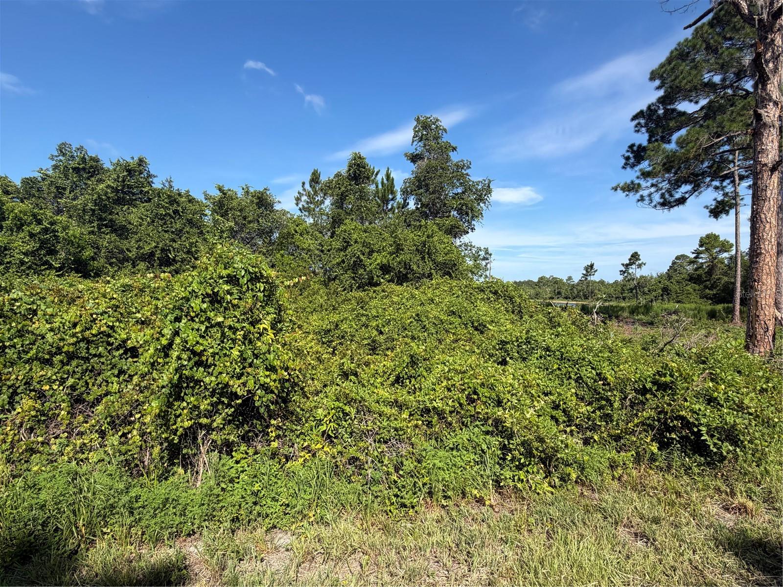 10th image of Tbd Malauka Radl, Ocklawaha, FL 32179 | MLS# OM729318