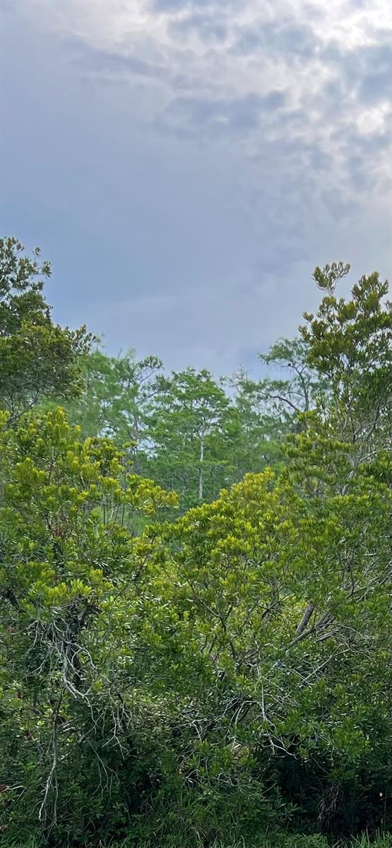 1st image of Malauka Loop, Ocklawaha, FL 32179 | MLS# S5154552