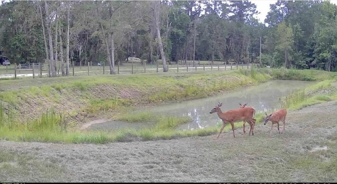 42nd image of 16545 Nw 128th Ter #Lot 37, Reddick, FL 32686 | MLS# GC542411
