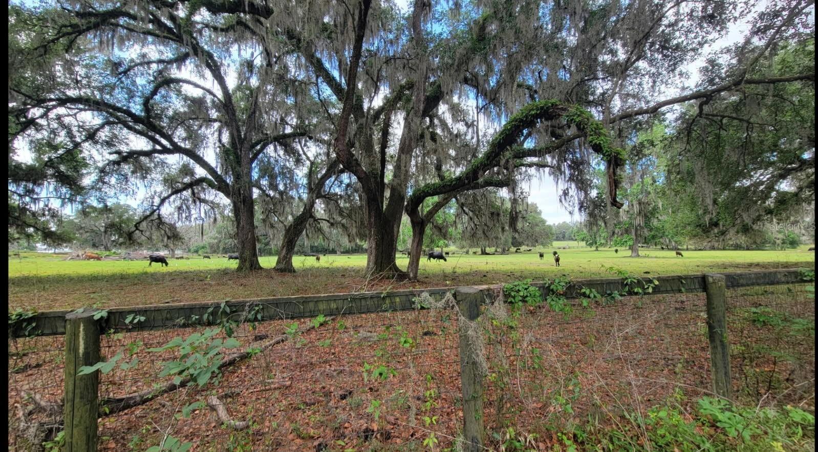 42nd image of 16545 Nw 128th Ter #Lot 36, Reddick, FL 32686 | MLS# GC542415
