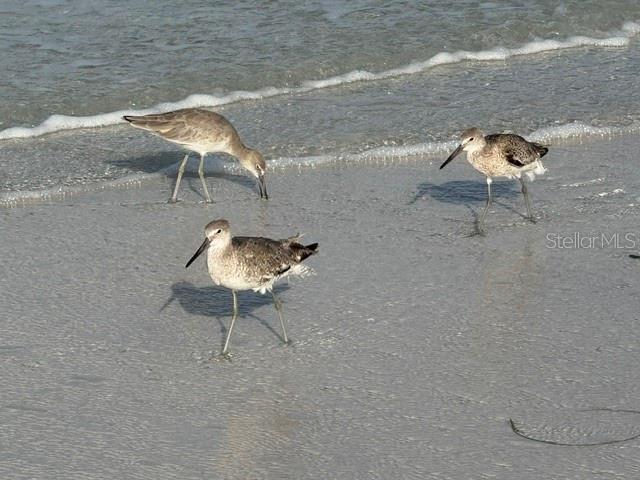 2nd image of 4660 Ocean Blvd, SARASOTA, FL 34242