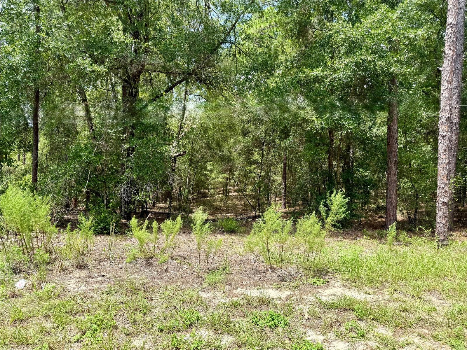 4th image of Sw 205Th Circle, Dunnellon, FL 34431 | MLS# O6435372