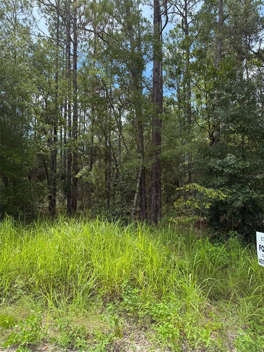 1st image of 4500 Sw 175 Ct, Dunnellon, FL 34432 | MLS# S5156282