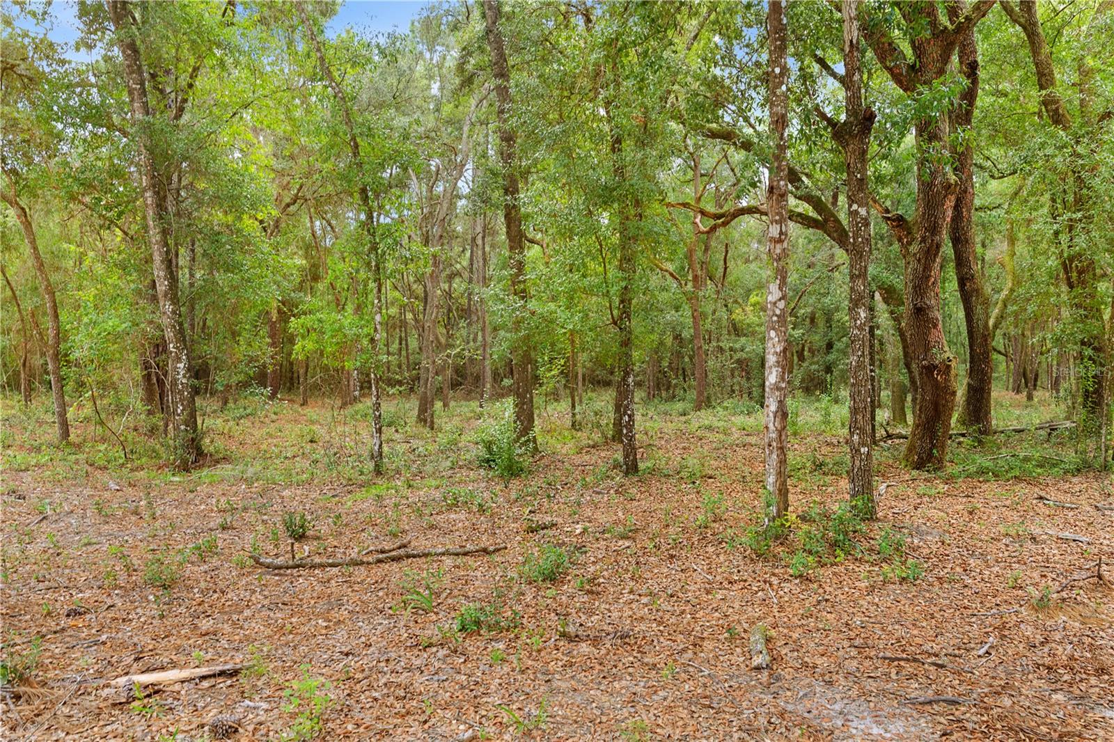 Photo 5 of Land for sale at 0 Shaver Dr, Brooksville, FL 34601 | MLS# TB8542817 | Listing updated on 2026-09-02