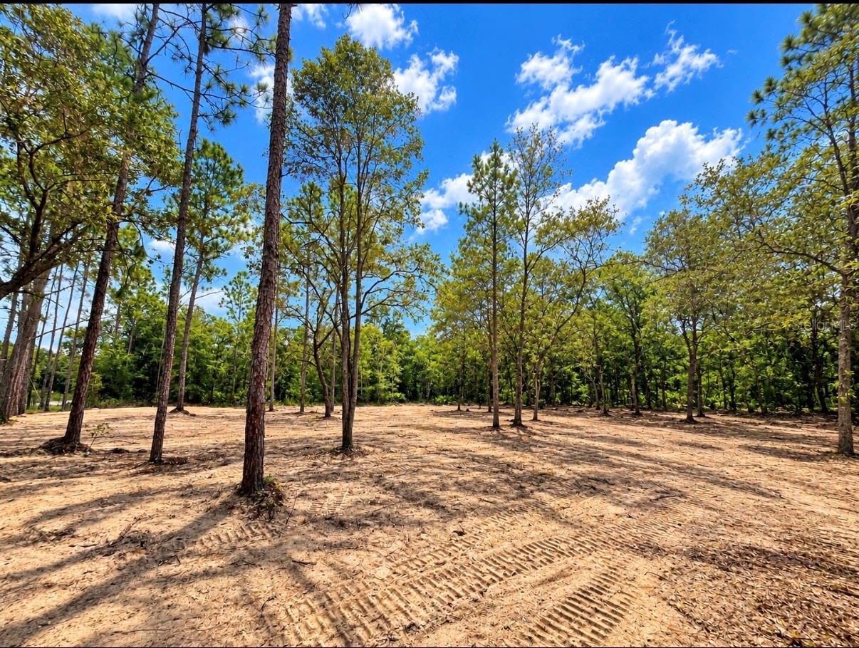 Photo 4 of Land for sale at Tbd Ne 88th Lane, Bronson, FL 32621 | MLS# GC543276 | Listing updated on 2026-09-06