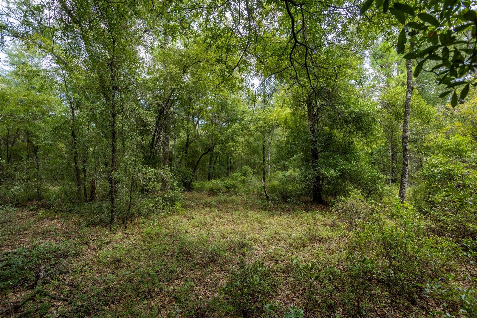 Photo 3 of Land for sale at 0 NE 81st Street, Bronson, FL 32621 | MLS# GC543292 | Listing updated on 2026-09-05