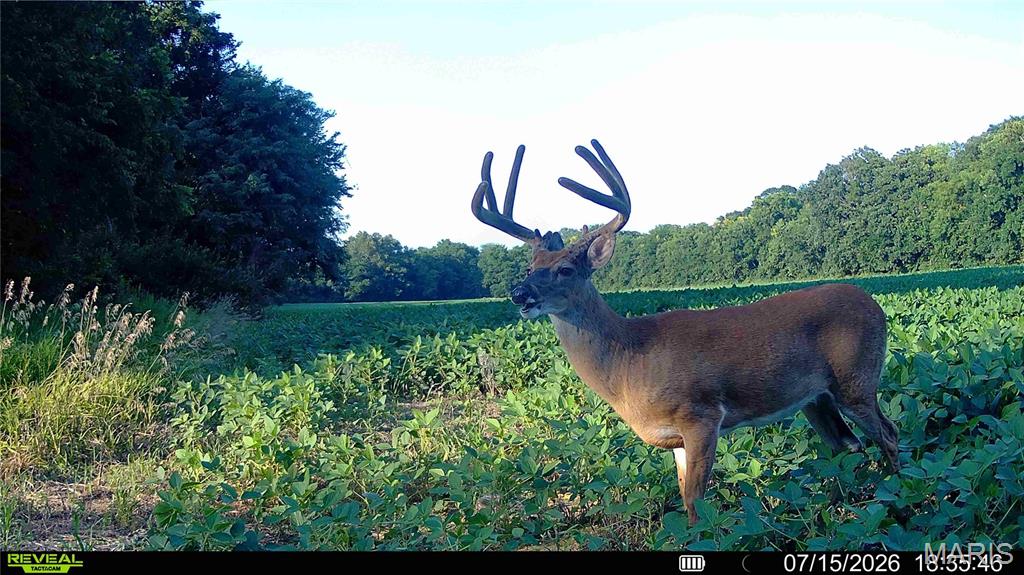 2nd image of 0 Walnut Hill Ln (3631+/  Acres), Elsberry, MO 63343 | MLS# MIS26046398
