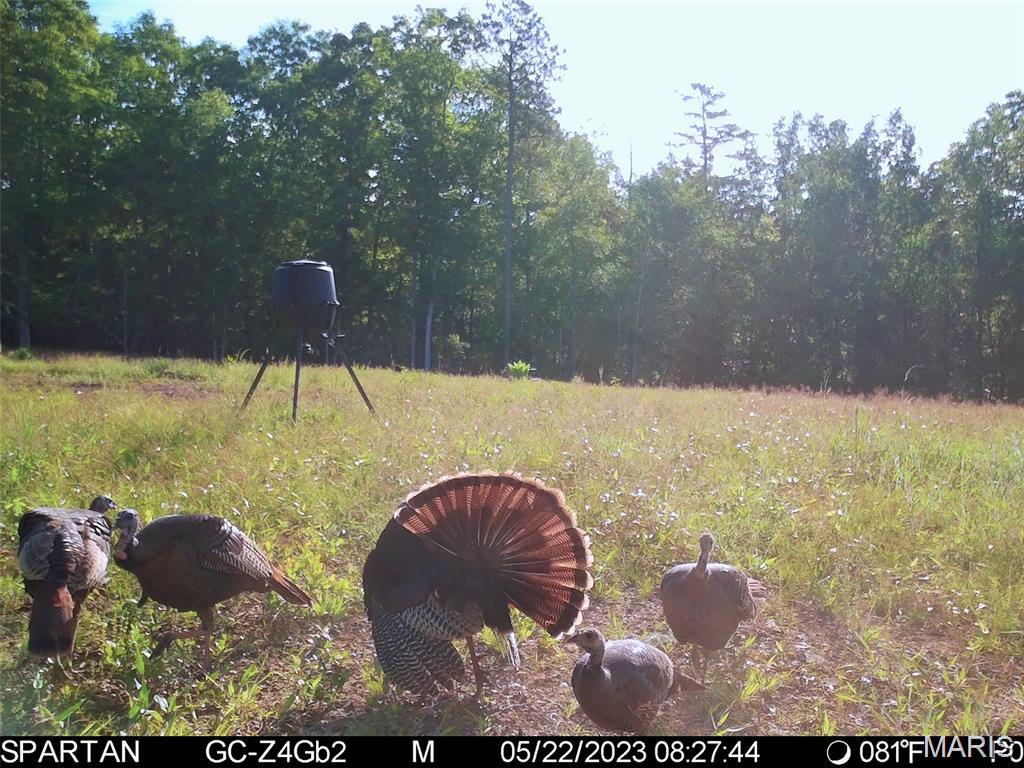 40th image of 001 Bb Hwy, Fairdealing, MO 63945 | MLS# MIS26049501