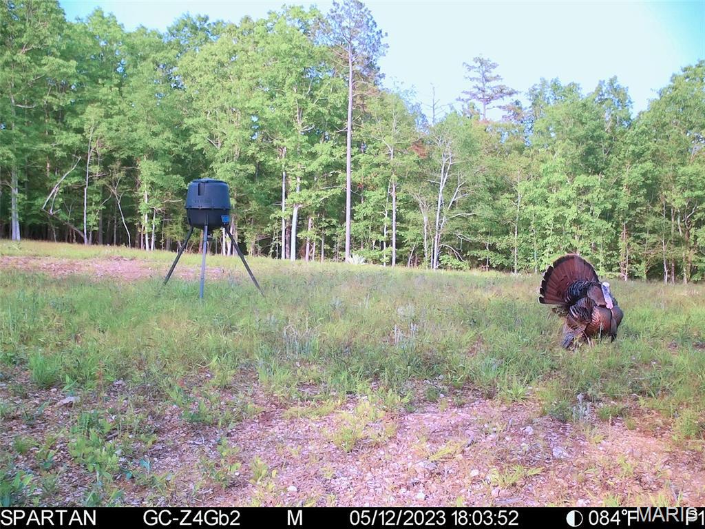 40th image of 004 Bb Hwy, Fairdealing, MO 63945 | MLS# MIS26049548