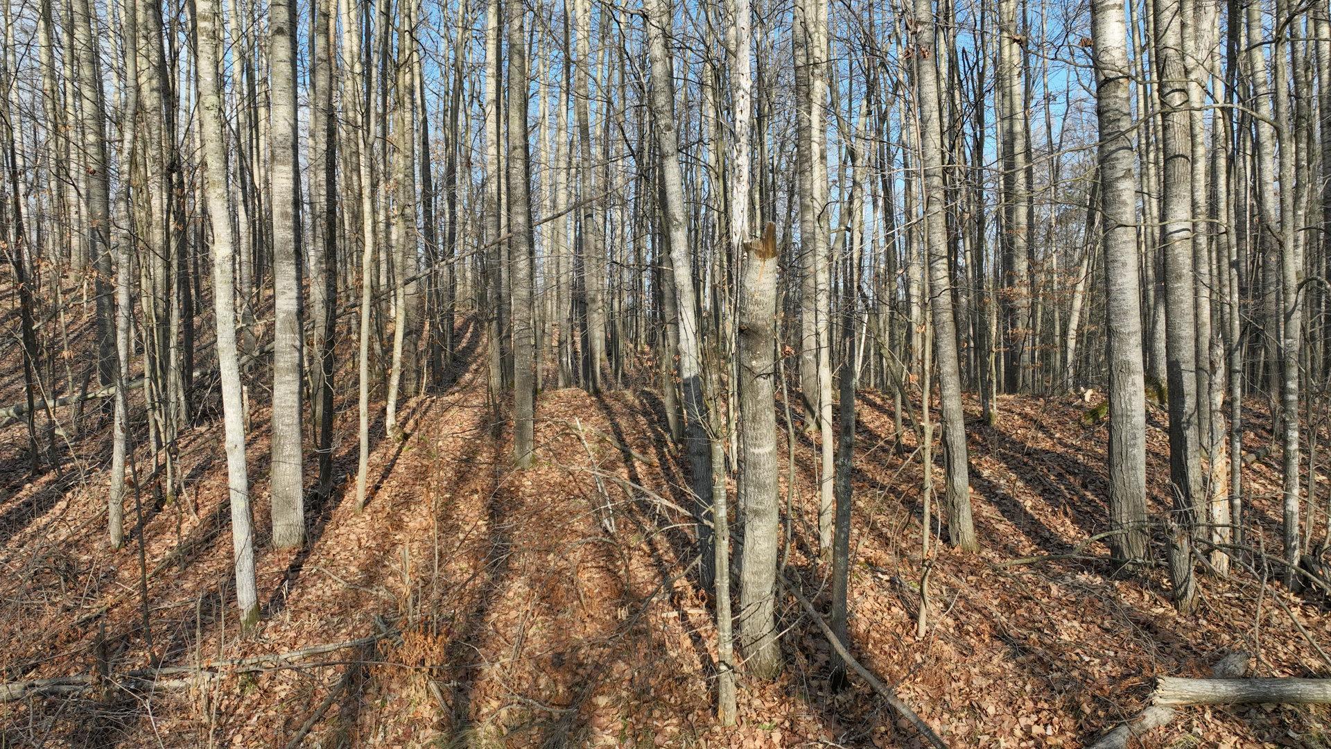 Homes for sale in Weyerhaeuser, WI | N2383 Loons Landing Rd, Weyerhaeuser, WI 54895 | MLS# 6500866