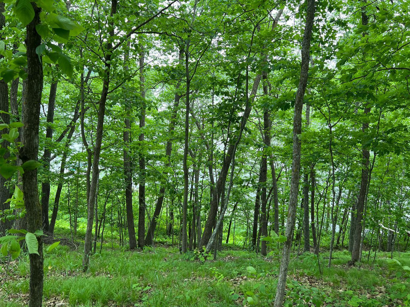 Homes for sale in Outing, MN | 5585 Woods Bay Dr Ne, Outing, MN 56662 | MLS# 6739638