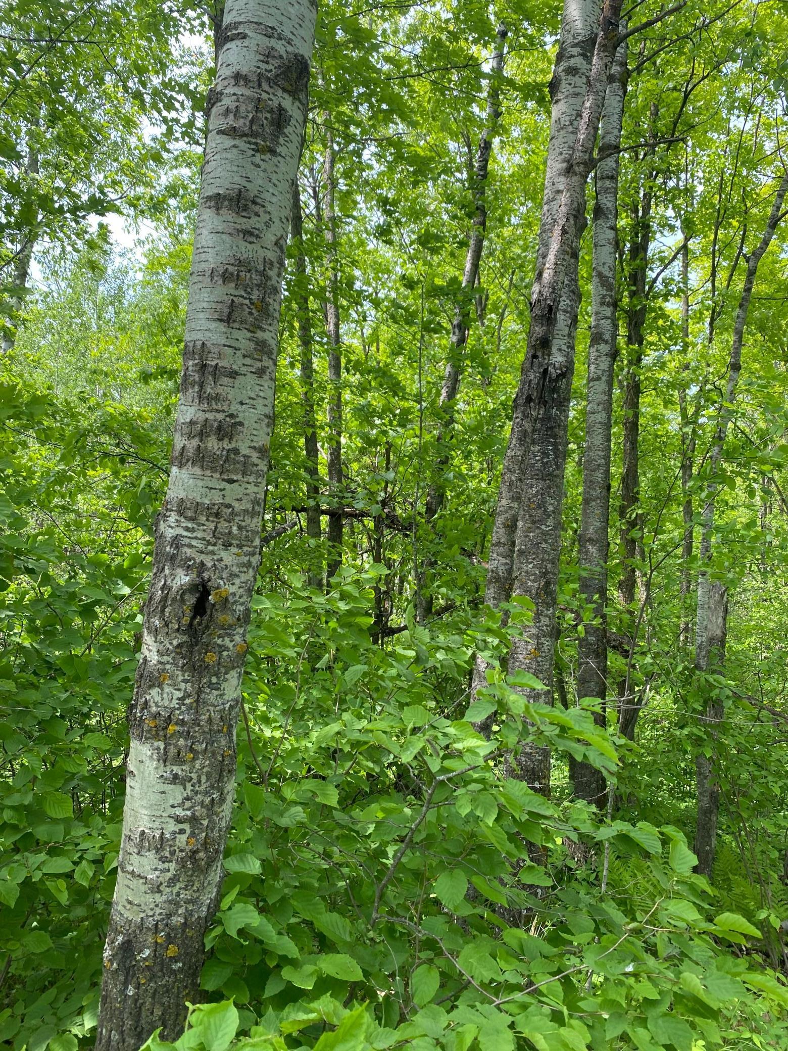 Homes for sale in Kettle River, MN | 29Xx S Finn Rd, Kettle River, MN 55757 | MLS# 6754670