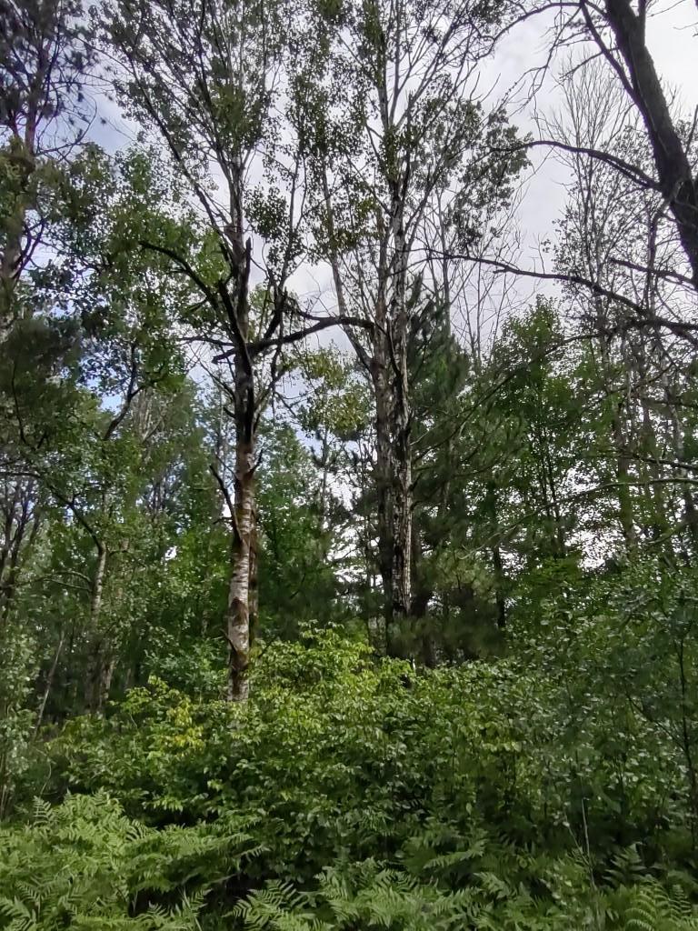 Homes for sale in Sebeka, MN | Xxxx 159Th Ave, Sebeka, MN 56477 | MLS# 6760117