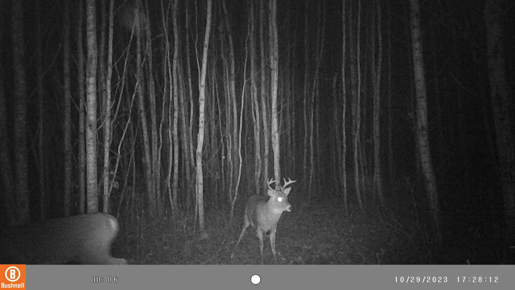 Homes for sale in Alango Twp, MN | 9401 Samuelson Rd, Alango Twp, MN 55703 | MLS# 6772774