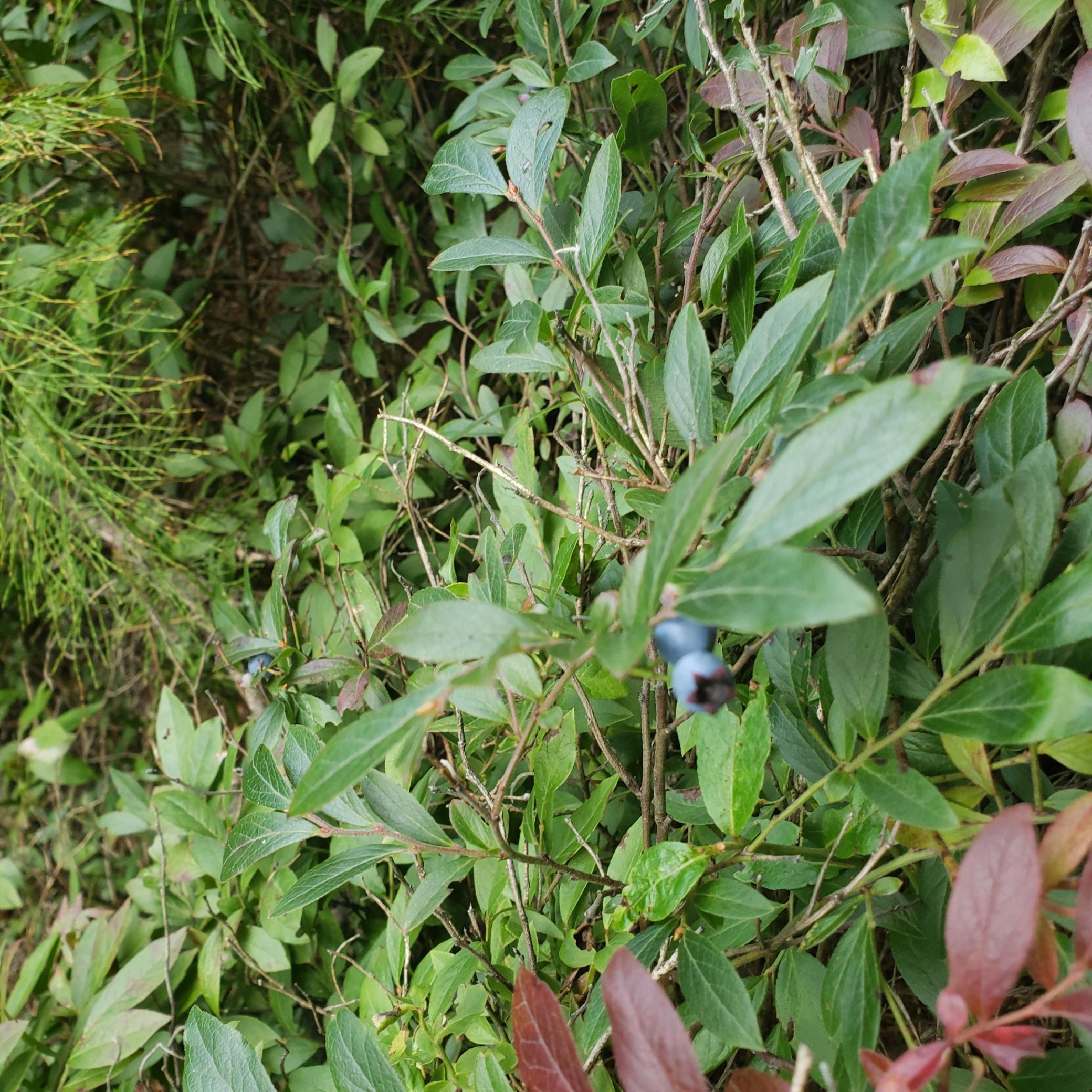 Homes for sale in Alango Twp, MN | 9401 Samuelson Rd, Alango Twp, MN 55703 | MLS# 6772774