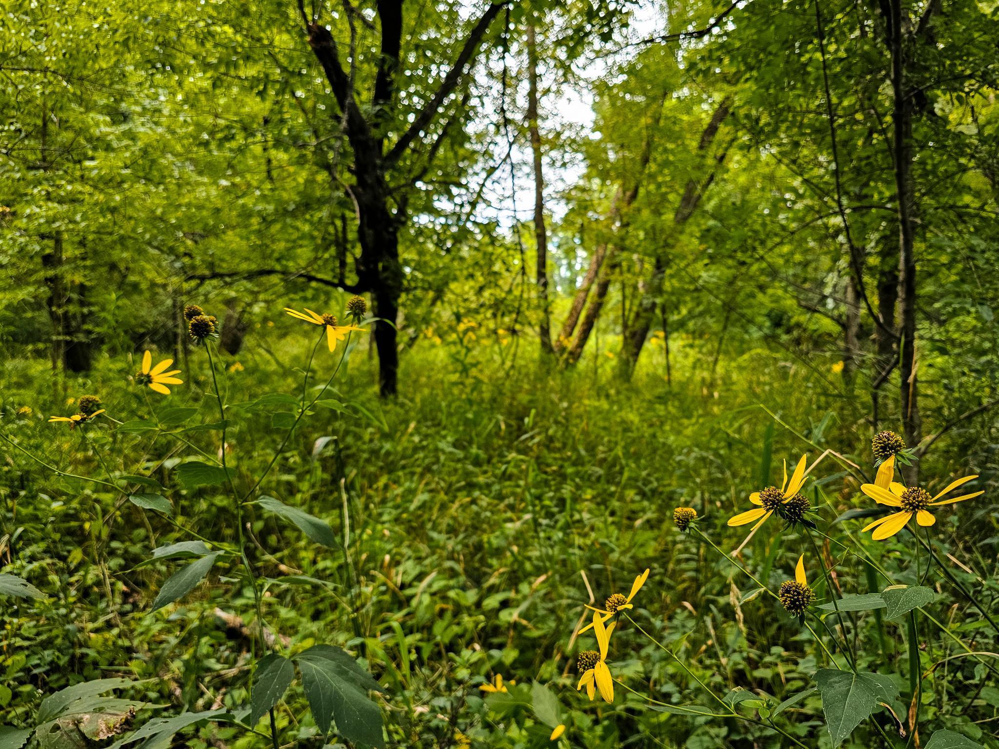 Homes for sale in Sebeka, MN | 17279 284th St, Sebeka, MN 56477 | MLS# 6775380